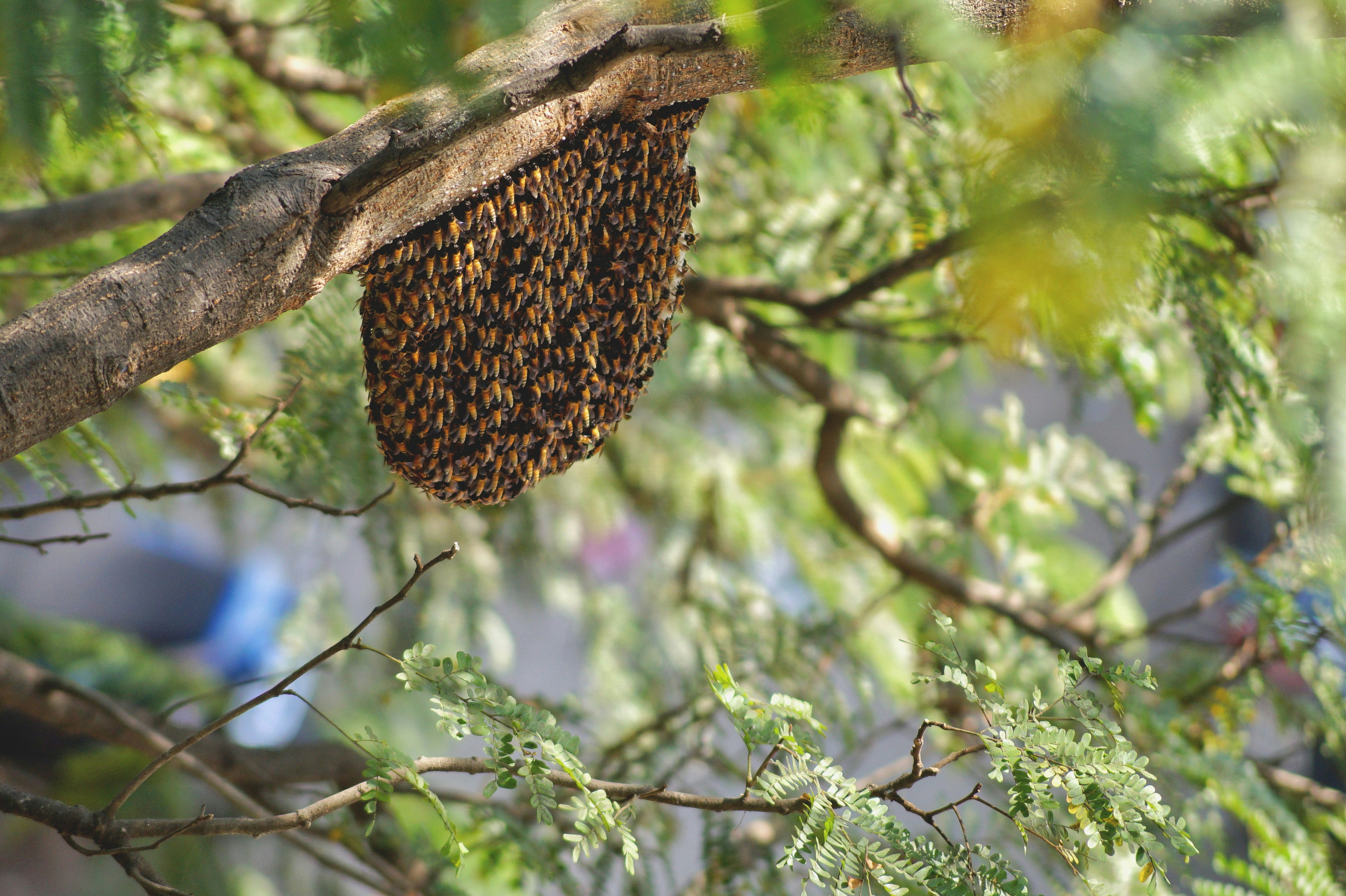 Wild honeybee hive hanging from a tree branch