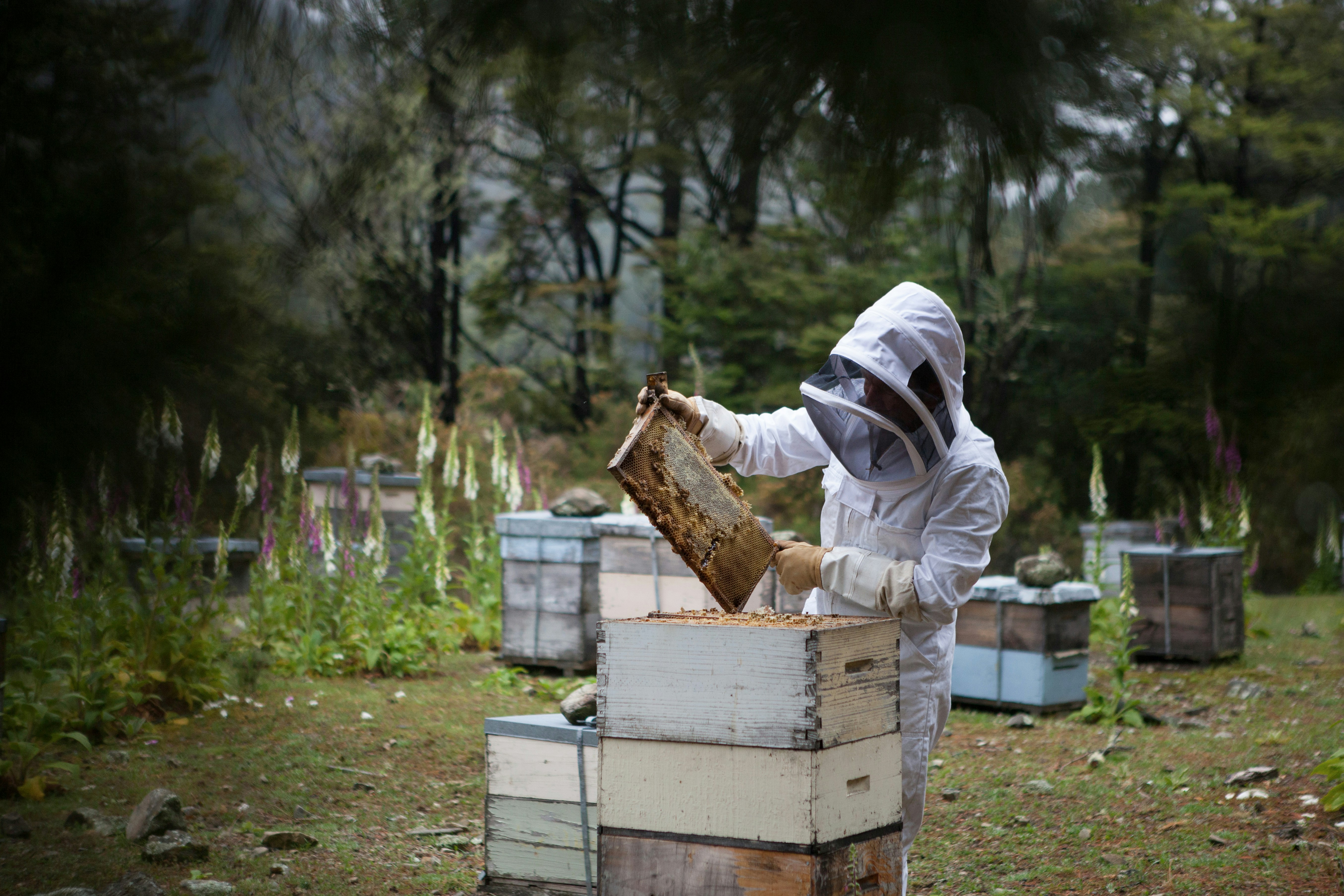 Beekeeper harvesting wild honeycomb